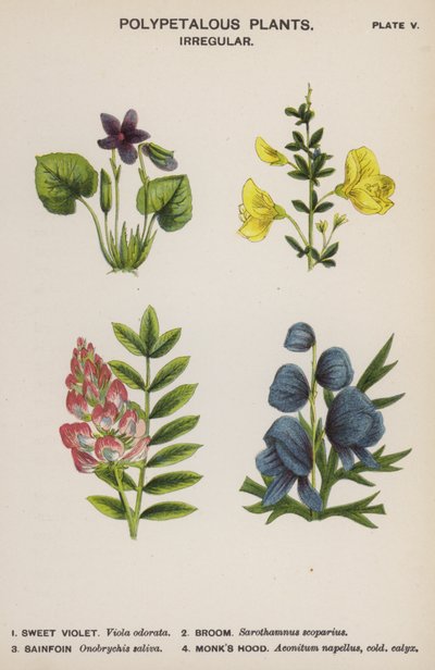 多瓣植物，不规则（彩色石版画） 作者 英语学校