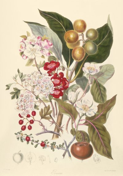 苹果部落的Pomaceae 作者 英语学校
