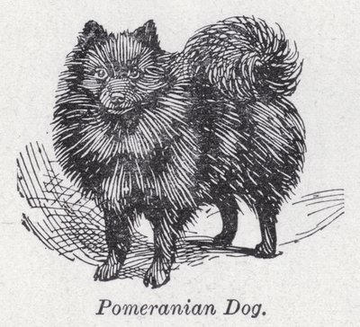 博美犬（石版画） 作者 英语学校