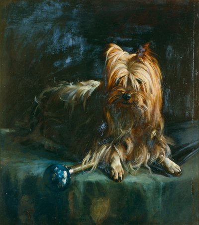 约克夏梗犬吉姆的肖像 作者 英语学校