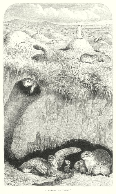 草原犬（雕刻） 作者 英语学校