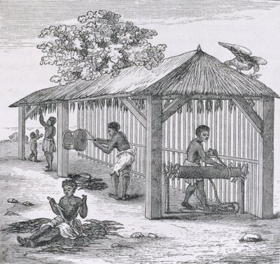 来自&39;Santo Domingo过去和现在&39;的烟草，由Samuel Hazard，酒吧准备。 1873年 作者 英语学校