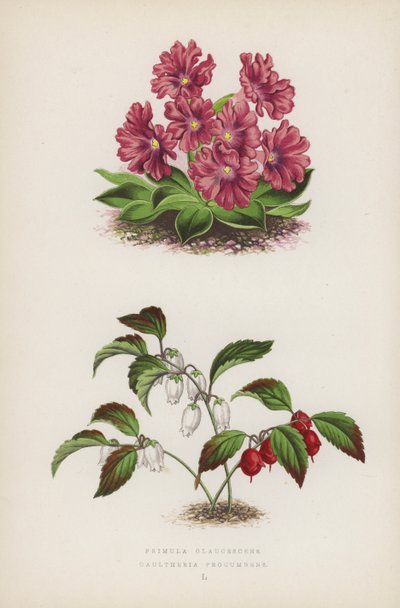 报春花; Gaultheria Procumbens（彩色石版画） 作者 英语学校