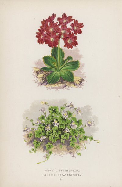 报春花（Primula Pedemontana）；七叶连翘（Linaria Hepaticaefolia）（彩色石版画 作者 英语学校