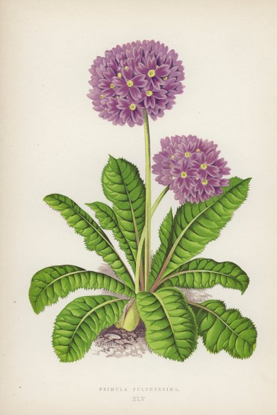 Primula Pulcherrima(彩色平版) 作者 英语学校