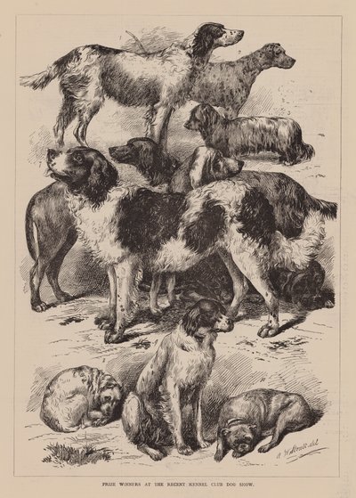 最近犬业俱乐部犬展的获奖者（雕刻） 作者 英语学校