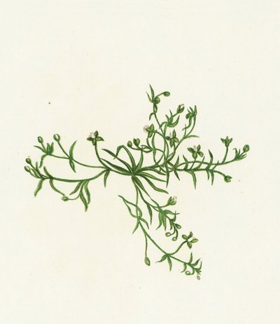 Procumbent Pearl-Wort，Sagina Procumbens 作者 英语学校