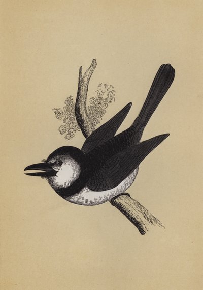 Puff Bird (colour litho) 作者 英语学校