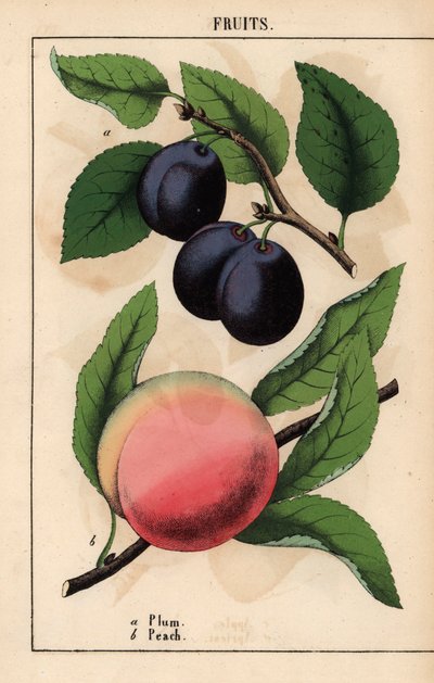 紫黑色的李子和粉红色的桃子，选自《教学图画书，或蔬菜世界的课程》，[夏洛特-玛丽-永格]，爱丁堡 作者 英语学校