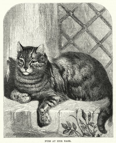猫在她自在（雕刻） 作者 英语学校