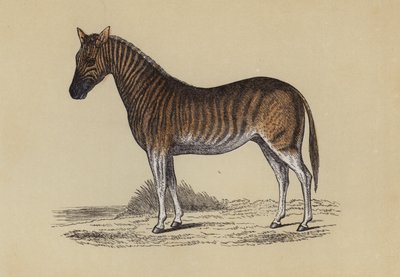 Quagga（彩色石版画） 作者 英语学校
