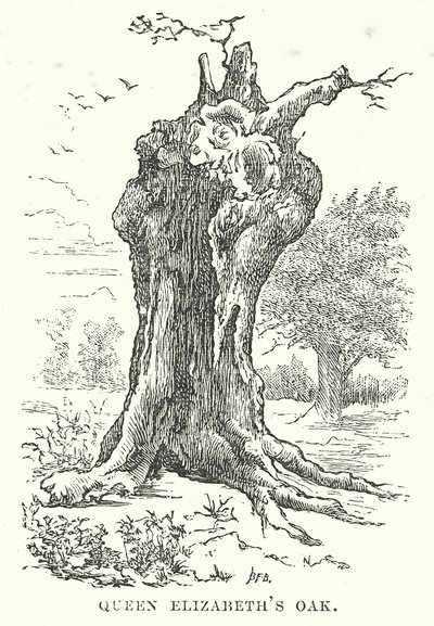 伊丽莎白女王的橡树（雕刻） 作者 英语学校