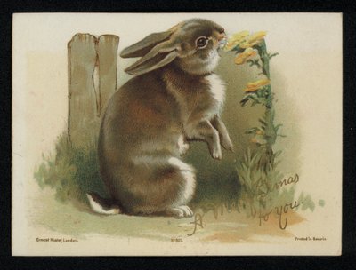 Rabbit eating yellow flowers, Christmas greetings card. (chromolitho) 作者 英语学校