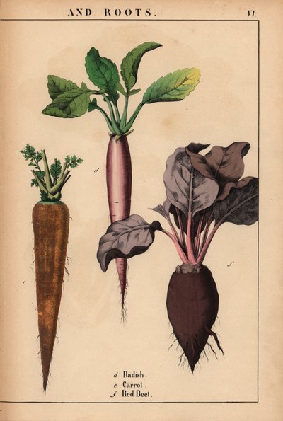 萝卜、胡萝卜和红甜菜，选自《教学图画书，或蔬菜世界的课程》，[夏洛特-玛丽-永格]，爱丁堡 作者 英语学校