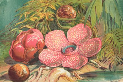 Rafflesia Arnoldii，苏门答腊雨林的巨型花 作者 英语学校