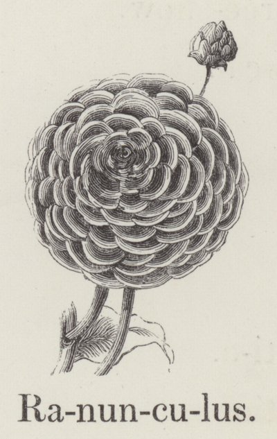 小牡丹（雕版画 作者 英语学校