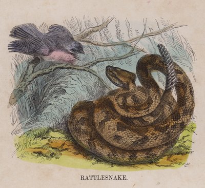 Rattlesnake (coloured engraving) 作者 英语学校