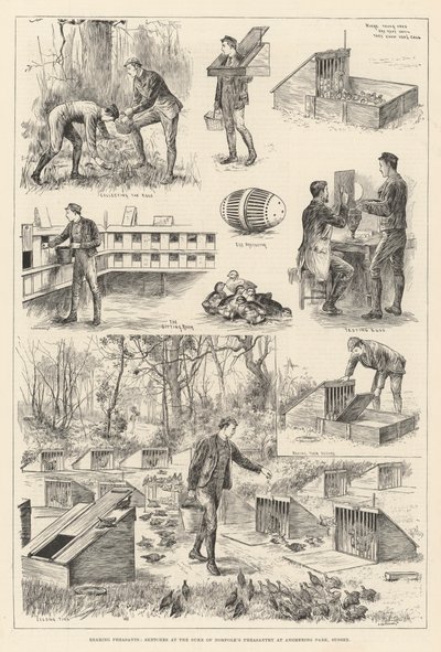 饲养野鸡，苏塞克斯安默灵公园诺福克公爵野鸡的草图（版画） 作者 英语学校