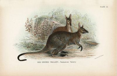 Red-Necked Wallaby_Tasmanian品种 作者 英语学校