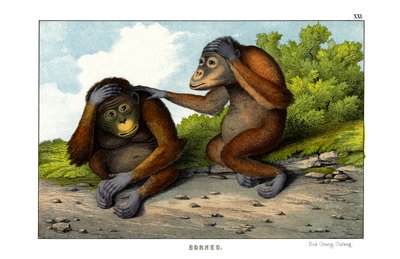 红色乌梁素海 作者 英语学校