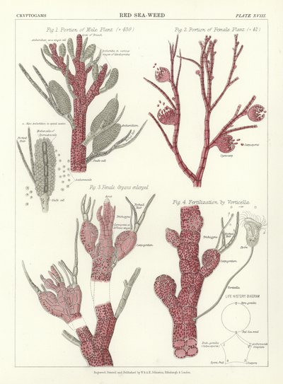 红海杂草 作者 英语学校