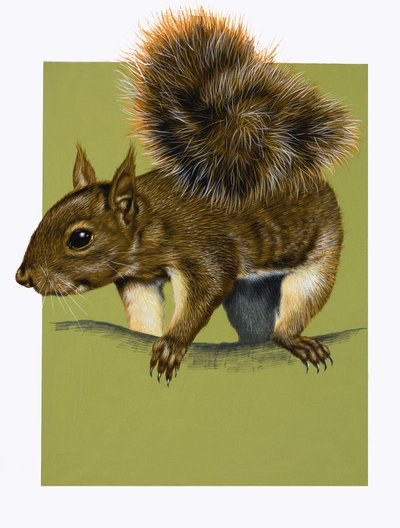 红松鼠（水粉画纸） 作者 英语学校