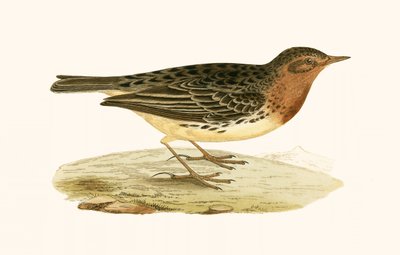Red Throated Pipit，来自&39;不列颠群岛未观察到的欧洲鸟类历史&39;的插图作者：Charles Robert Bree（1811-86），1867年出版 作者 英语学校