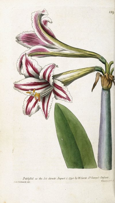 红色和白色条纹百合，1799-1810 作者 英语学校