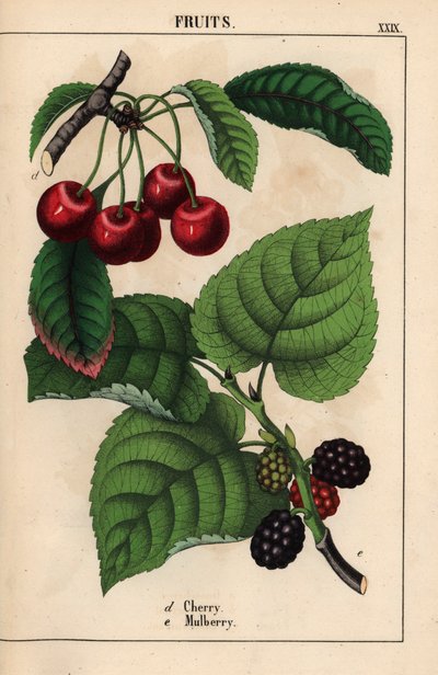 红樱桃和桑果，选自《教学图画书，或蔬菜世界的课程》，[夏洛特-玛丽-永格]，爱丁堡 作者 英语学校