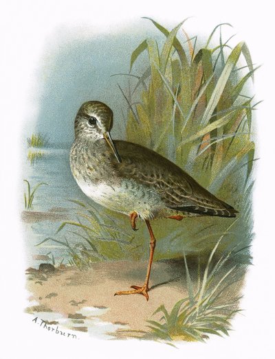 Redshank 作者 English School