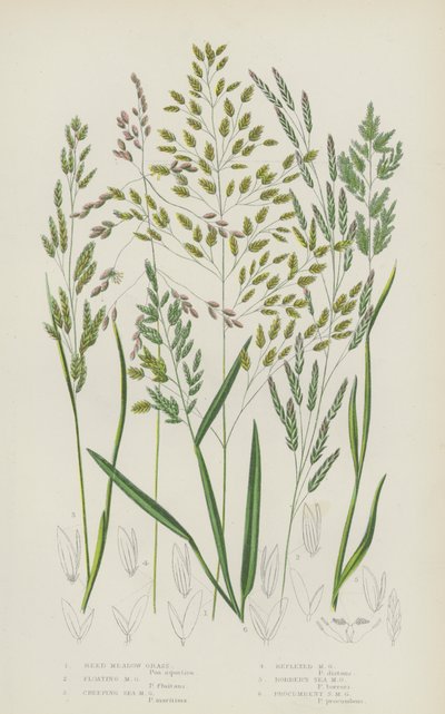 Russet Carex, पेल Carex, लामो Bracteated Carex, पहेंलो Carex, Tawny Carex, ढीला Carex ... (रंग litho) ठोड़ी 作者 英语学校