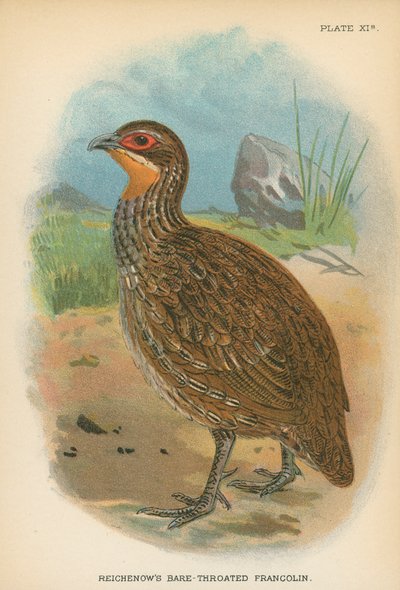 Reichenow的Bare-Throated Francolin 作者 英语学校