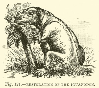 Iguanodon的恢复 作者 英语学校