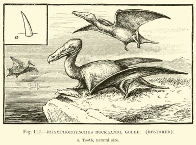 Rhamphorhynchus Bucklandi，Goldf，恢复了 作者 英语学校