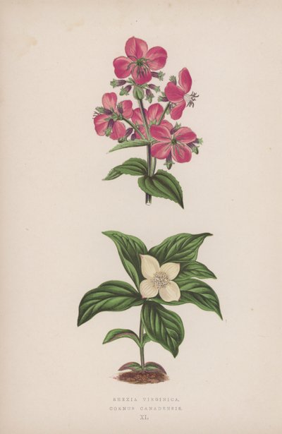 弗吉尼亚红叶石楠；加拿大山茱萸（彩色石版画） 作者 英语学校