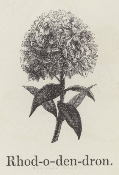 杜鹃花（雕版画 作者 英语学校