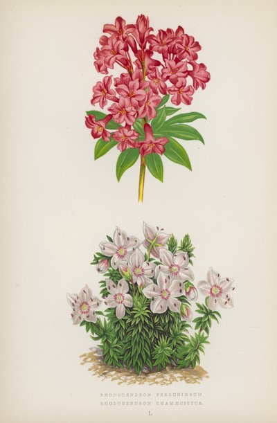 Ferrugineum 杜鹃花；Chamaecistus 杜鹃花（彩色石版画） 作者 英语学校
