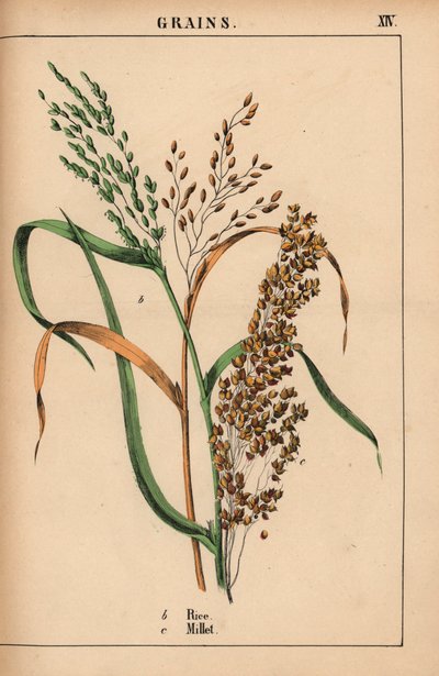 大米和小米，选自《教学图画书，或蔬菜世界的课程》，[夏洛特-玛丽-永格]，爱丁堡 作者 英语学校