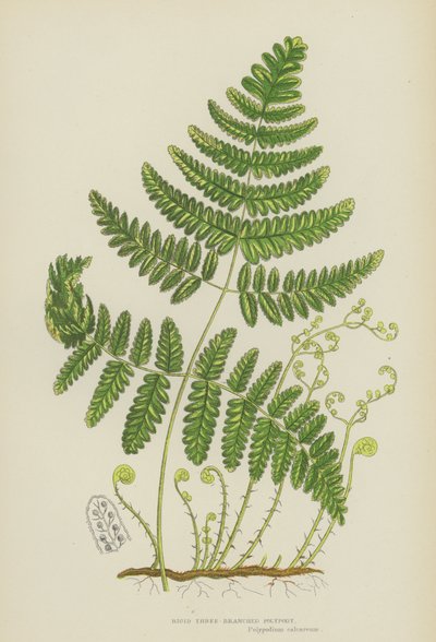 Rigid Three-Branched Polypody (colour litho) 作者 英语学校