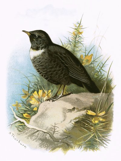 Ring Ouzel 作者 English School