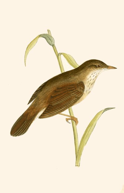 River Warbler，来自“不列颠群岛未观察到的欧洲鸟类历史”的插图作者：Charles Robert Bree（1811-86），1867年出版 作者 英语学校
