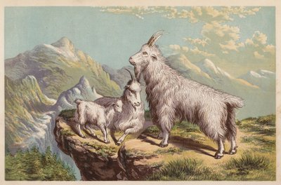 落基山山羊，Aplocerus Montanus（彩色石版画） 作者 英语学校
