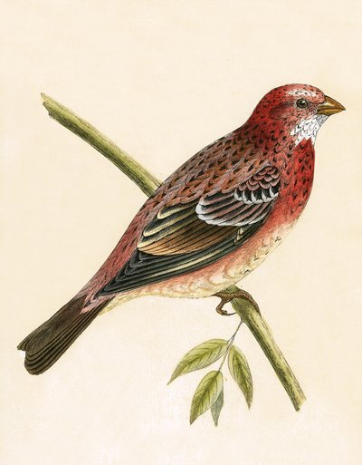 罗西·布尔芬奇（Rosy Bullfinch），作者：查尔斯·罗伯特·布里（Charles Robert Bree，1811-86）于1867年出版的“不列颠群岛未观察到的欧洲鸟类历史” 作者 英语学校