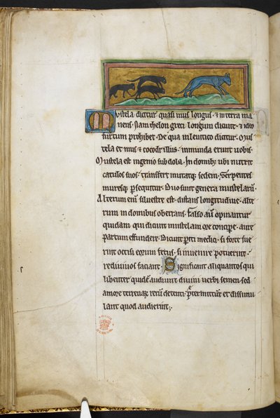 皇家 12 F.XIII，f.43v 小老鼠追逐一只猫，选自《兽类志》（页 3-141）、《鉴定术》（页 141v-149），13 世纪第二季度（牛皮纸） 作者 英语学校