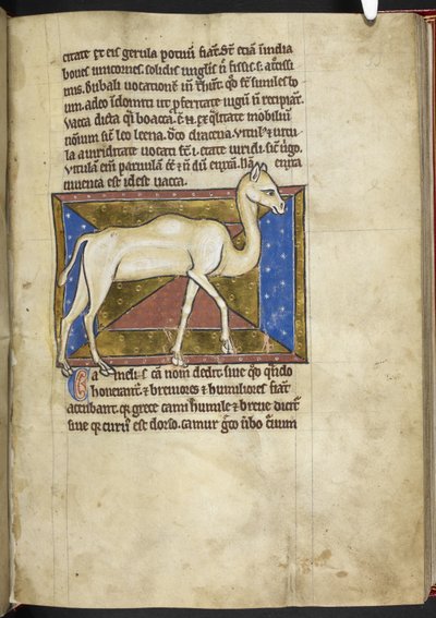 皇家 MS 12 C XIX，f.33r 骆驼，选自《兽类志》，约 1200-10 年（牛皮纸上的墨水、色彩和金色） 作者 英语学校