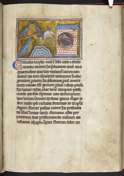 皇家 MS 12 C XIX f.54r 《鸽子》，选自《兽类志》，约 1200-10 年（牛皮纸上的墨水、彩色和金色） 作者 英语学校