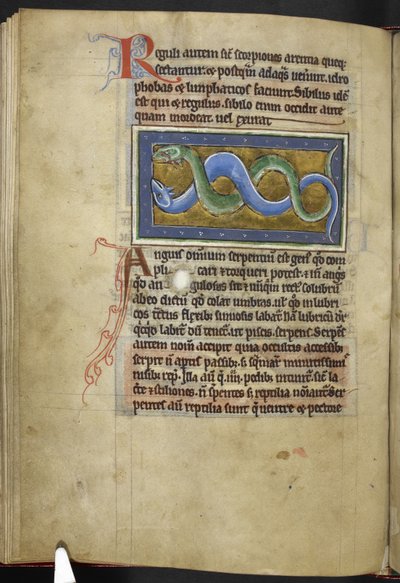 皇家 MS 12 C XIX，f.63v Anguis，选自《兽类志》，约 1200-10 年（牛皮纸上的墨水、彩色和金色）。 作者 英语学校