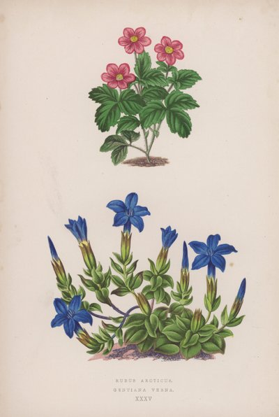 北极茜草；龙胆草（彩色石版画） 作者 英语学校