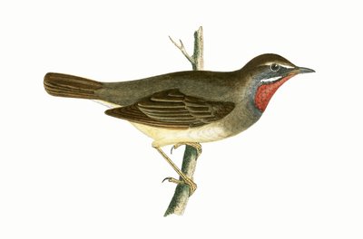 Ruby Throated Warbler，来自“不列颠群岛未观察到的欧洲鸟类历史”的插图作者：Charles Robert Bree（1811-86），1867年出版 作者 英语学校