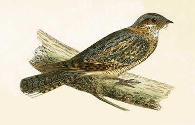 Russet Necked Nightjar，由查尔斯·罗伯特·布里（1811-86）于1867年出版的“不列颠群岛未观察到的欧洲鸟类历史”中的插图 作者 英语学校